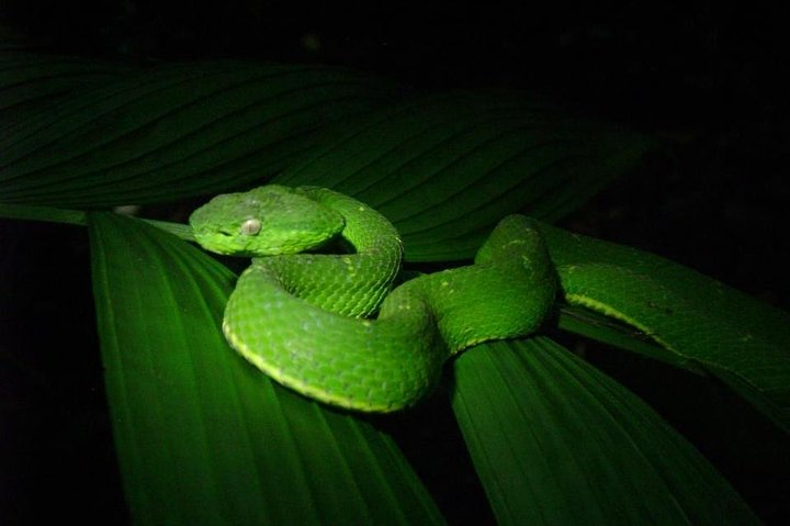 poisonous snake